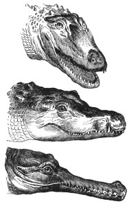 Desde arriba: cabeza de aligátor, cocodrilo y gavial.