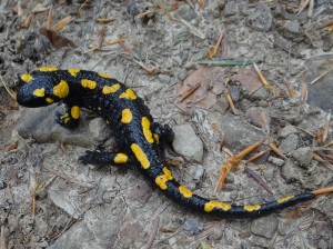 Ejemplar de Salamandra salamandra o Salamandra común