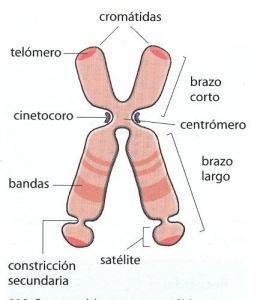 Telómero 1
