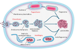 Fagocitosis Fagocitosis